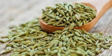 ദഹന പ്രശ്നങ്ങൾ അകറ്റും ,  ​ഭാരം കുറയ്ക്കും ; പെരുംജീരകത്തിന്റെ ആരോ​ഗ്യ​ഗുണങ്ങൾ ചെറുതൊന്നുമല്ല