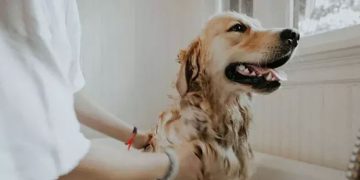 വളർത്തുനായയെ ആക്രമിക്കുന്നത് തടഞ്ഞതിന് 85കാരനെ കൗമാരക്കാരൻ തല്ലിക്കൊന്നു