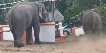 ചേരാനെല്ലൂരിൽ ഉത്സവത്തിനിടെ ഇടഞ്ഞ ആനയെ മയക്കുവെടി വച്ച് തളച്ചു