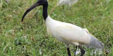 ആറളം പക്ഷിസർവേ ; കഷണ്ടിത്തലയൻ കൊക്കിനെ കണ്ടെത്തി