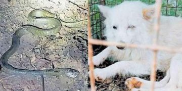 മൂര്‍ഖനെ വീട്ടിലേക്ക് കടത്താതെ നായ്ക്കളുടെ പോരാട്ടം ;  മൂന്ന് നായ്ക്കള്‍ വിഷബാധയേറ്റ് ചത്തു ,  പാമ്പും ചത്തു