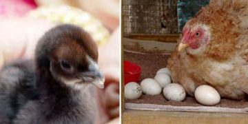 14 ദിവസം കൊണ്ട് കോഴിമുട്ട വിരിഞ്ഞു ; കാരണമന്വേഷിച്ച് വീട്ടുകാര്‍