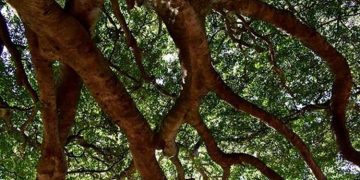 കുന്നംകുളം താലൂക്ക് ആസ്ഥാന മന്ദിരത്തിന്റെ നിർമ്മാണത്തിനായി 54 മരങ്ങൾ മുറിച്ചു നീക്കാൻ തീരുമാനം