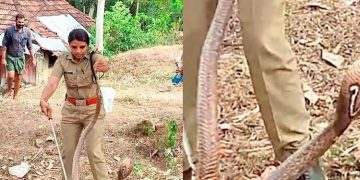 നാട്ടിൻപുറങ്ങളിൽ പാമ്പ് വർധിക്കുന്നു ;  മൂന്നുമാസത്തിനിടെ തലസ്ഥാനത്ത് പിടിയിലായത് 200 ലധികം പാമ്പുകൾ