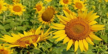 ചൊരിമണലിൽ സൂര്യകാന്തി വിപ്ലവമൊരുക്കിയ സുജിത്തിനെ തേടി വീണ്ടും കർഷകപുരസ്‌കാരം