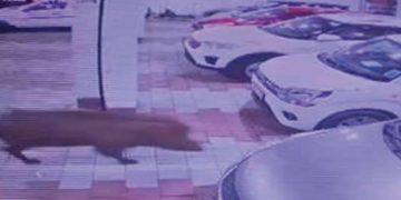 കാട്ടുപന്നിയെ ഭയന്ന് യാത്രക്കാർ ; വെടിവെച്ച് കൊല്ലണമെന്ന് ആവശ്യം