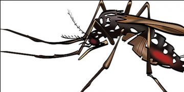 അടുത്ത മഹാമാരി പ്രാണികളില്‍ നിന്ന് ;  മുന്നറിയിപ്പുമായി ലോകാരോഗ്യ സംഘടന