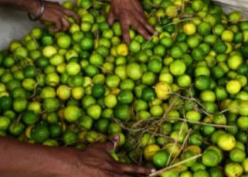 വില കുതിച്ചുയർന്നു, കള്ളന്മാർക്കും പ്രിയം ചെറുനാരങ്ങയോട്! മോഷണം പോയത് നൂറുകിലോ