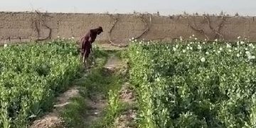 അഫ്​ഗാനിസ്ഥാനിൽ കറുപ്പ് നിരോധിച്ച് താലിബാൻ ; വിളവെടുപ്പ് തുടർന്നാൽ വിളകൾ കത്തിക്കുമെന്നും മുന്നറിയിപ്പ്