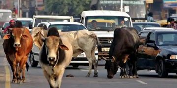 ഗുജറാത്ത് നഗരങ്ങളിലെ അലഞ്ഞുതിരിഞ്ഞ് കന്നുകാലികള്‍ ; നിയന്ത്രിക്കാന്‍ നിയമം പാസാക്കി ഗുജറാത്ത്
