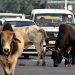 ഗുജറാത്ത് നഗരങ്ങളിലെ അലഞ്ഞുതിരിഞ്ഞ് കന്നുകാലികള്‍ ; നിയന്ത്രിക്കാന്‍ നിയമം പാസാക്കി ഗുജറാത്ത്