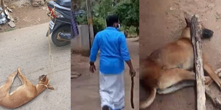 നായയെ കൊന്ന് വാഹനത്തിൽ കെട്ടിവലിച്ചു ; സിപിഎം നേതാവിനെതിരെ പരാതി