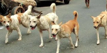 വാഹന പരിശോധനക്കിടെ എസ്ഐയ്ക്ക് തെരുവുനായയുടെ കടിയേറ്റു