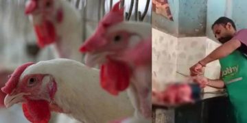 കോഴിയെ ജീവനോടെ തൊലിയുരിച്ച് കഷണങ്ങളാക്കി ; അറവുകാരന്‍ അറസ്റ്റില്‍