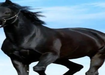 22 ലക്ഷത്തിന്‍റെ കറുത്ത കുതിരയെ വാങ്ങി ; വീട്ടിലെത്തി കുളിപ്പിച്ചപ്പോള്‍ നിറംമാറി; വന്‍ തട്ടിപ്പ്