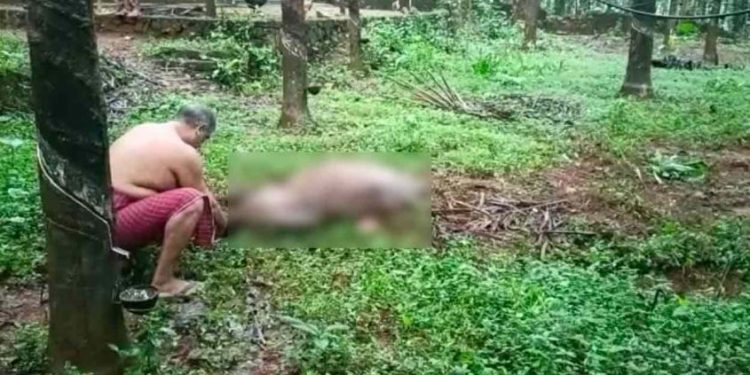 കോതമംഗലത്ത് പുരയിടത്തിൽ കെട്ടിയിട്ടിരുന്ന പോത്തിനെ കാട്ടാന കുത്തിക്കൊന്നു