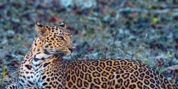 പുള്ളിപ്പുലി ആക്രമിച്ചു ; ധൈര്യം സംഭരിച്ച് ഓടിയെത്തി ഭർത്താവിന്റെ ജീവൻ രക്ഷിച്ച് ഭാര്യ