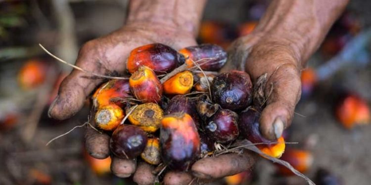 പാമോയിൽ കയറ്റുമതി നിരോധിച്ച് ഇന്തൊനീഷ്യ