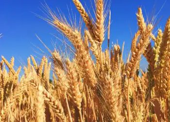 ഉക്രൈനും റഷ്യയും മാത്രമല്ല ഇന്ത്യയും ഇനി ഈജിപ്തിന് ഗോതമ്പ് നൽകും