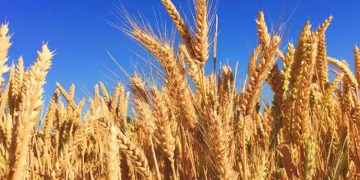 ഉക്രൈനും റഷ്യയും മാത്രമല്ല ഇന്ത്യയും ഇനി ഈജിപ്തിന് ഗോതമ്പ് നൽകും