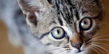 ജഡ്ജിയുടെ കാറിനുള്ളിൽ പൂച്ച കുടുങ്ങി ; രക്ഷകരായി ഫയർഫോഴ്സ്