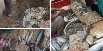 തിരുവനന്തപുരത്ത് 800 കിലോ അഴുകിയ മീന്‍ പിടിച്ചെടുത്ത് നശിപ്പിച്ചു