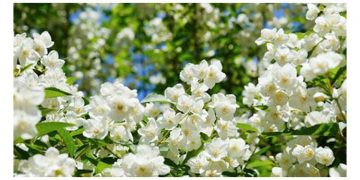 പൊന്നും വിലയിലേക്ക് മുല്ലപ്പൂ വില ; കാരണം ഇതാണ്