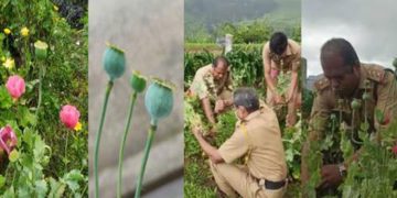 മൂന്നാറിൽ ദേവികുളം ഗുണ്ടുമല എസ്‌റ്റേറ്റിൽ ഓപിയം പോപ്പി ചെടികൾ കണ്ടെത്തി