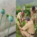 മൂന്നാറിൽ ദേവികുളം ഗുണ്ടുമല എസ്റ്റേറ്റിൽ ഓപിയം പോപ്പി ചെടികൾ കണ്ടെത്തി