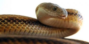 ചേരയെ ജീവനോടെ മുറിച്ച് കഷ്‌ണങ്ങളാക്കി യുവാക്കൾ ; സംഭവം മൊബൈലിൽ പകർത്തി