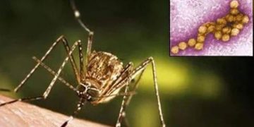 തൃശ്ശൂരിൽ വെസ്റ്റ് നൈൽ പനി ബാധിച്ച് ഒരു മരണം ; ജാഗ്രതാ നി‍ർദേശവുമായി ആരോഗ്യവകുപ്പ്