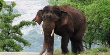 റെയിൽപാളം മുറിച്ചുകടക്കുന്നതിനിടെ ട്രെയിനിടിച്ചു ; രണ്ട് കുട്ടികൾ ഉൾപ്പെടെ മൂന്ന് ആനകൾക്ക് ദാരുണാന്ത്യം