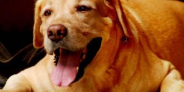 ഇരുപതിലധികം നായകളോടൊപ്പം ഫ്ലാറ്റിൽ കഴിഞ്ഞ കുഞ്ഞിനെ മോചിപ്പിച്ചു ;  രക്ഷിതാക്കൾക്കെതിരെ കേസ്