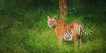 രാജമല മേഖലയിൽ വീണ്ടും കടുവയുടെ ആക്രമണം ; പശുക്കൾക്ക് പരിക്ക്