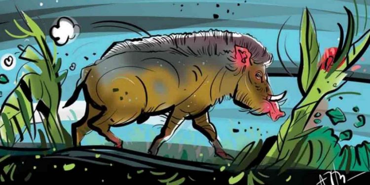 ‘ വിഷപ്രയോഗവും ഷോക്ക് ഏൽപ്പിക്കലും പാടില്ല ’ ; കാട്ടുപന്നിയെ കൊല്ലുന്നതിന് നിർദേശം പുതുക്കി