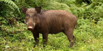 കാട്ടുപന്നികളെ വെടിവയ്ക്കല്‍ ; അനുമതി നല്‍കാന്‍ തദ്ദേശ സ്ഥാപനങ്ങള്‍ക്ക് അധികാരം