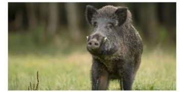 കോടഞ്ചേരിയില്‍ കൃഷിയിടത്തിലിറങ്ങിയ കാട്ടുപന്നിയെ വെടിവെച്ചുകൊന്നു