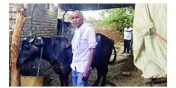 മോഷണം പോയ പോത്തിന് രണ്ട് ഉടമകൾ ; ഡിഎൻഎ ടെസ്റ്റ് നടത്താൻ പോലീസ്