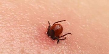 എന്താണ് ചെള്ള് പനി? ശ്രദ്ധിക്കേണ്ട കാര്യങ്ങള്‍ എന്തെല്ലാമാണ്?