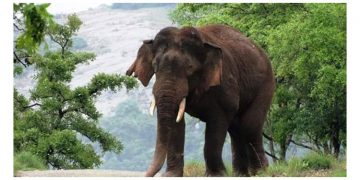 ചവിട്ടിക്കൊന്ന വൃദ്ധയുടെ മൃതദേഹവും വെറുതെ വിടാതെ കാട്ടാന ; സംസ്കാരത്തിനിടയെത്തി നിലത്തിട്ട് ചവിട്ടി