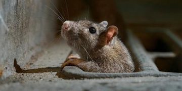 തിരുവനന്തപുരത്ത് എലിപ്പനി ബാധിച്ച് മരണം