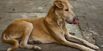 മിണ്ടാപ്രാണിയോട് കൊടുംക്രൂരത ; തെരുവ് നായയുടെ കണ്ണടിച്ചു പൊട്ടിച്ച കെ.എസ്.ഇ.ബി ഡ്രൈവർക്കെതിരെ കേസ്