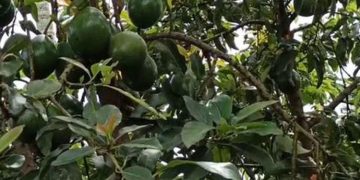 വയനാട്ടില്‍ വെണ്ണപ്പഴമാണ് താരം ; വില ഉയരുന്നതില്‍ കര്‍ഷകര്‍ക്ക് പ്രതീക്ഷ