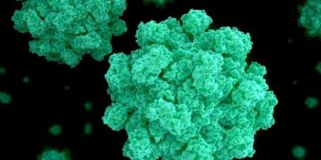 വിഴിഞ്ഞത്ത് രണ്ട് കുട്ടികൾക്ക് നോറോ വൈറസ് സ്ഥിരീകരിച്ചു , 42 വിദ്യാർത്ഥികൾ നിരീക്ഷണത്തിൽ