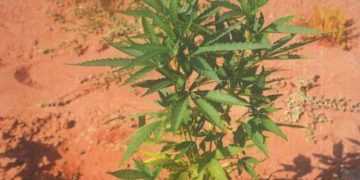 യുഎഇയിലെ ജോലി സ്ഥലത്ത് കഞ്ചാവ് കൃഷി; രണ്ട് പ്രവാസികള്‍ അറസ്റ്റില്‍