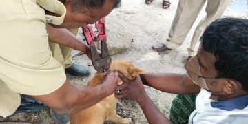 ഭക്ഷണം കഴിക്കുന്നതിനിടയിൽ നായയുടെ വായ്ക്കുള്ളിൽ ചങ്ങലകുടുങ്ങി; രക്ഷകരായി അഗ്നിരക്ഷാസേന