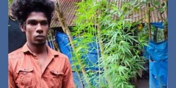 ബാത്ത്‍റൂമിന് മുകളിൽ ഗ്രോബാഗിൽ കഞ്ചാവ് ചെടികൾ, യുവാവിനെ കൈയ്യോടെ പൊക്കി എക്സൈസ്