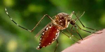 ശ്രദ്ധിക്കുക, നിങ്ങളുടെ ചുറ്റുപാടുകള്‍ ഡെങ്കിപ്പനിക്ക് അനുകൂലമാണോ?