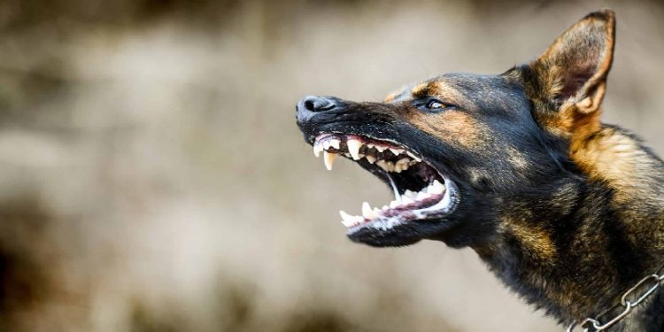 വൈക്കത്ത് 5 പേരെ കടിച്ച നായയ്ക്ക് പേവിഷബാധ; മറ്റു നായകളെയും കടിച്ചു