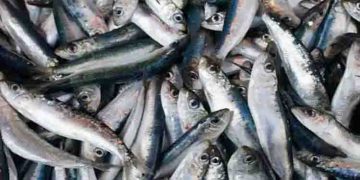 മത്തിയുടെ ലഭ്യതയിൽ വൻ ഇടിവ്, കഴിഞ്ഞ വർഷം ലഭിച്ചത് കേവലം 3297 ടൺ മത്തി